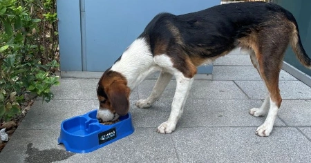 “Sevgimiz, Enerjimiz Sizinle” Projesi Sokak Hayvanlarına Umut Olmaya Devam Ediyor